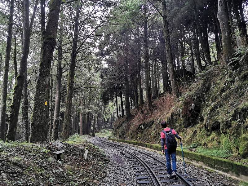 alishan010112 阿里山-從未消失的眠月線 仙境般的存在