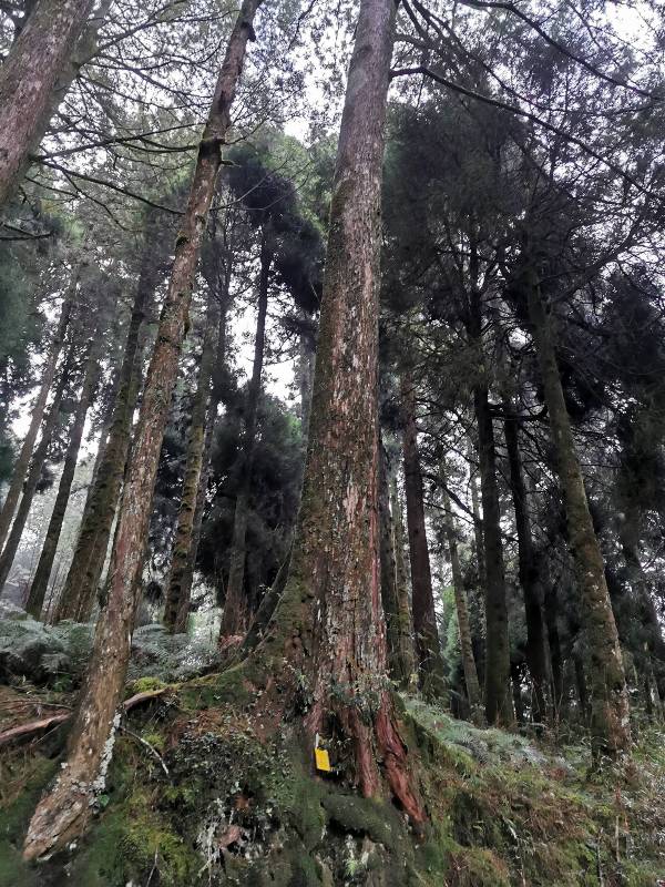 alishan010113 阿里山-從未消失的眠月線 仙境般的存在