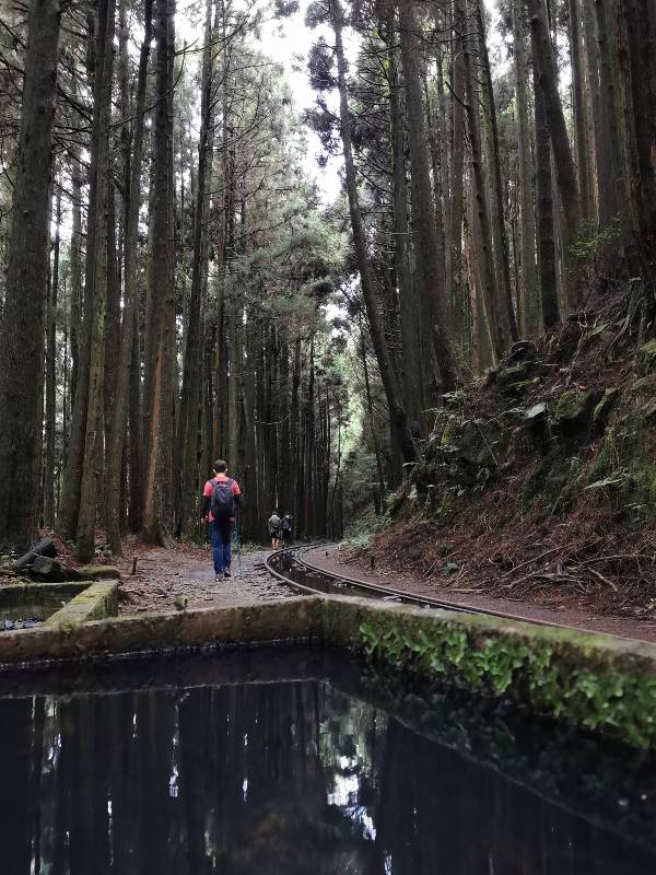 alishan010114 阿里山-從未消失的眠月線 仙境般的存在