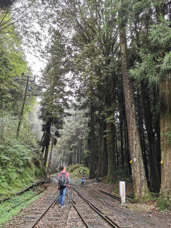 alishan010115 阿里山-從未消失的眠月線 仙境般的存在