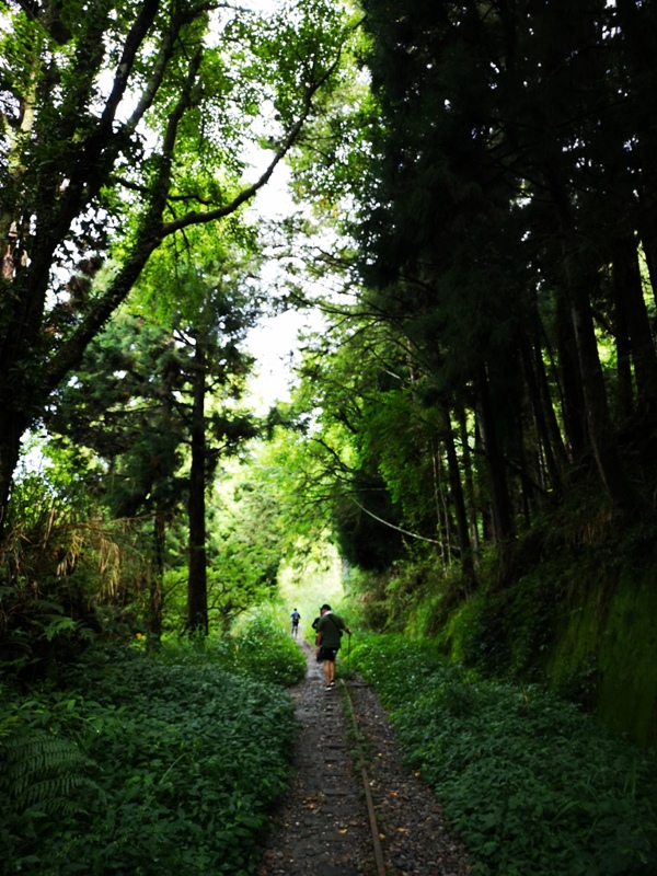 alishan010117 阿里山-從未消失的眠月線 仙境般的存在