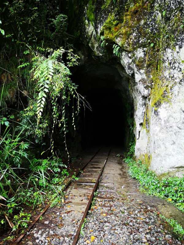 alishan010146 阿里山-從未消失的眠月線 仙境般的存在