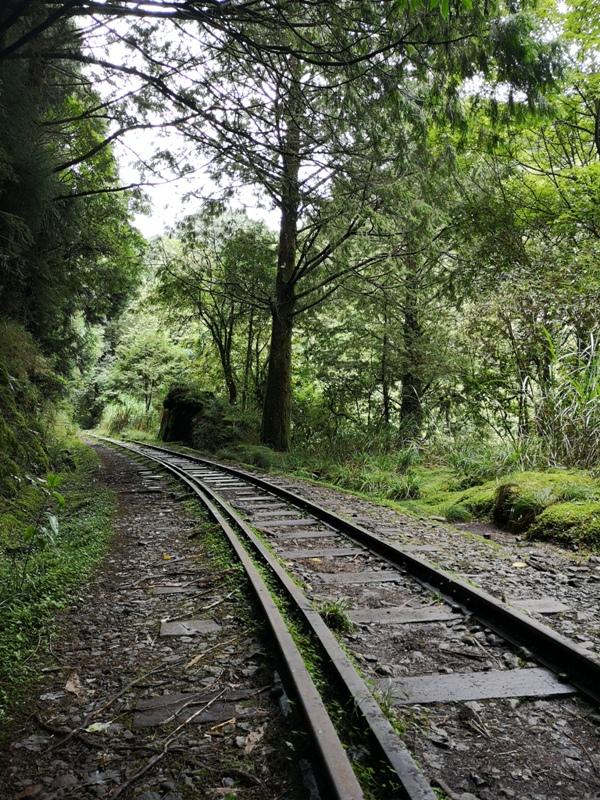 alishan010153 阿里山-從未消失的眠月線 仙境般的存在