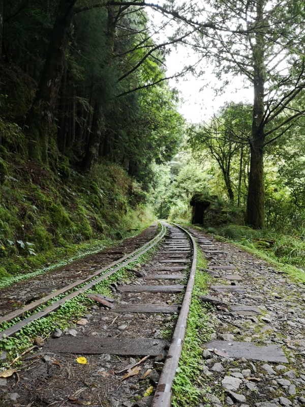 alishan010154 阿里山-從未消失的眠月線 仙境般的存在