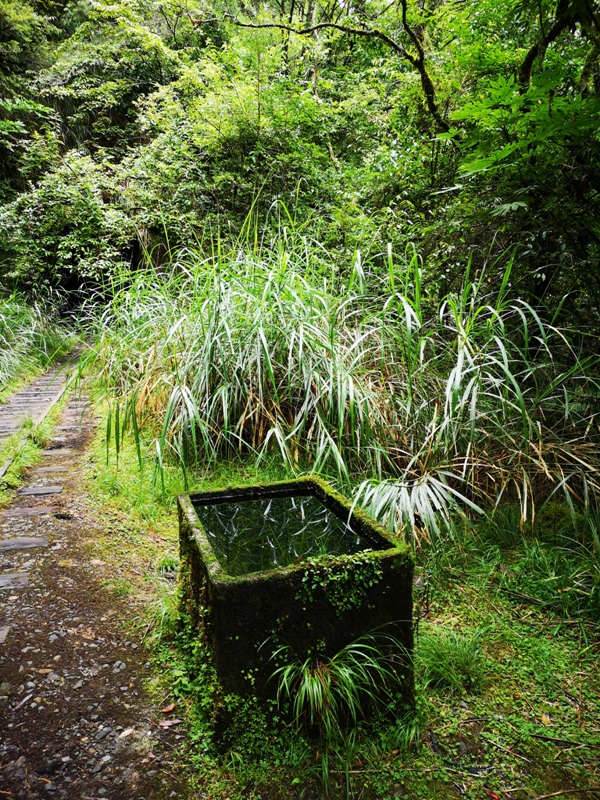 alishan010155 阿里山-從未消失的眠月線 仙境般的存在