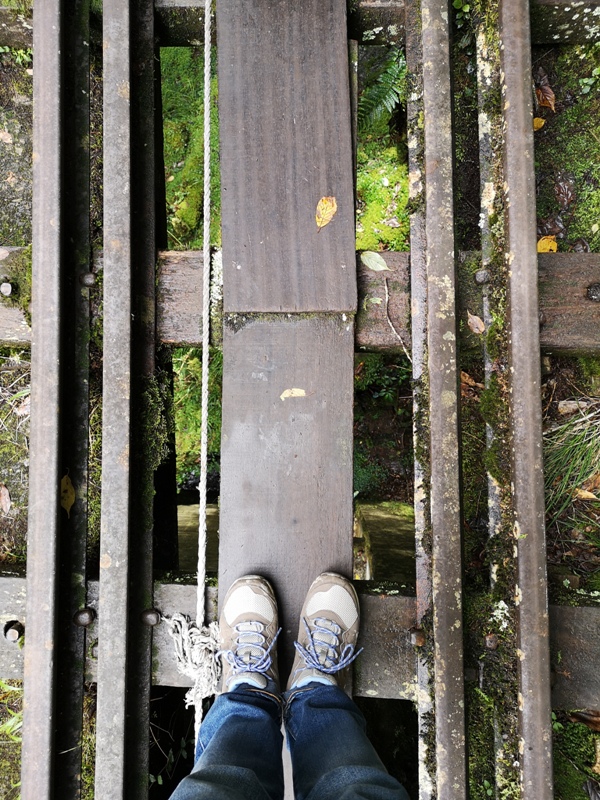 alishan010156 阿里山-從未消失的眠月線 仙境般的存在