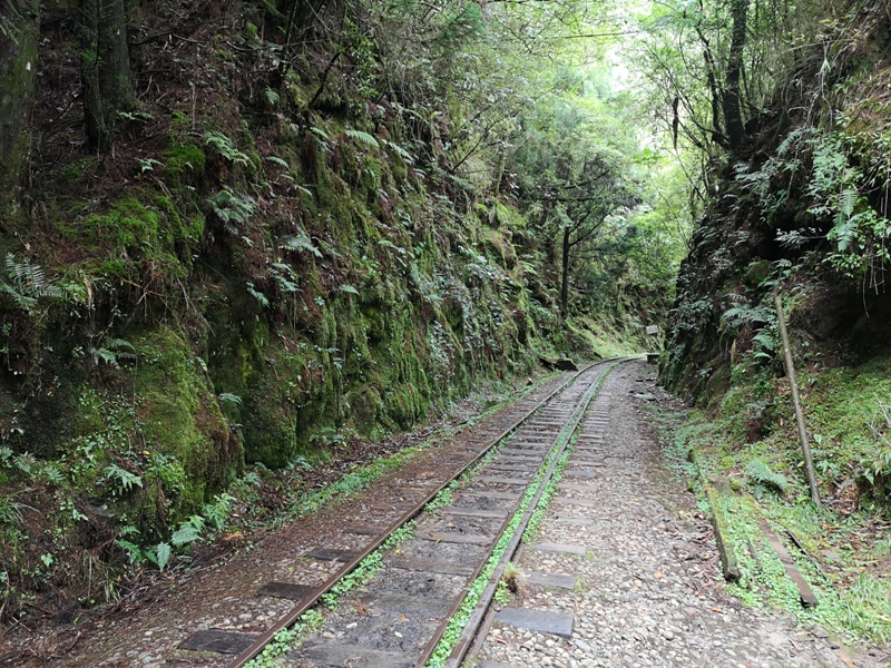 alishan010159 阿里山-從未消失的眠月線 仙境般的存在