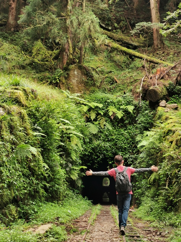 alishan01016002 阿里山-從未消失的眠月線 仙境般的存在