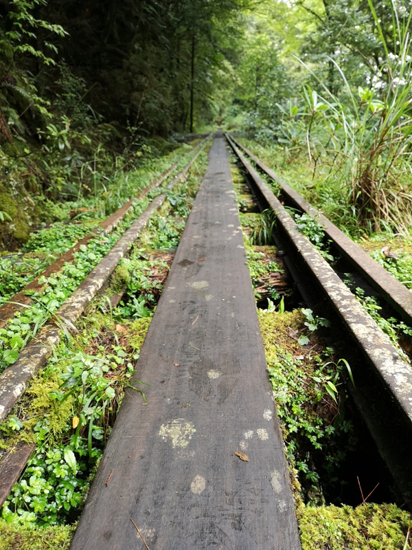alishan010164 阿里山-從未消失的眠月線 仙境般的存在