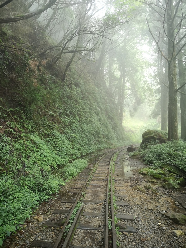 alishan010171 阿里山-從未消失的眠月線 仙境般的存在
