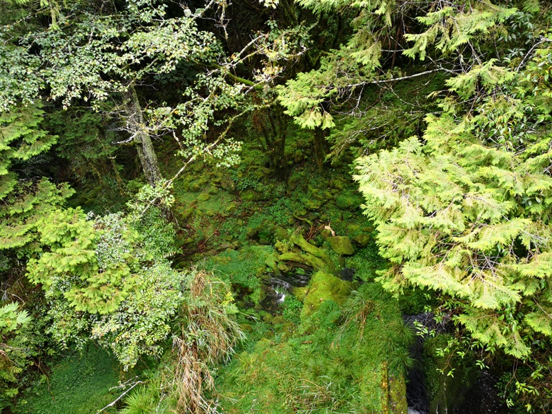 alishan010180 阿里山-從未消失的眠月線 仙境般的存在