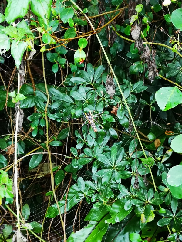 keelungisle06 基隆-首登基隆嶼 攀上最高峰 基隆外海孤獨的存在