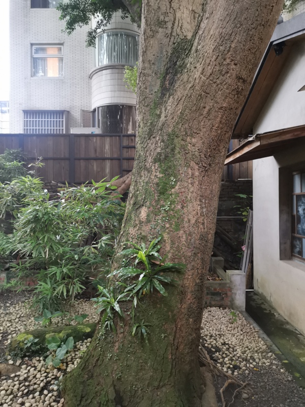 chingtienteahouse15 大安-青田茶館 滿是藝文氣息帶著茶香的日式老宅