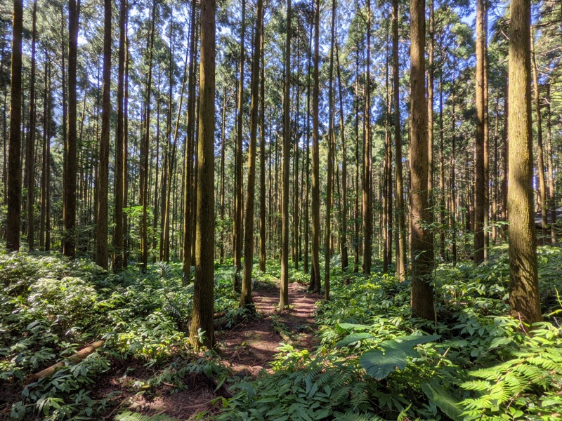 guanxi06 關西-馬武督探索森林(綠光森林) 風和日麗輕鬆走步道