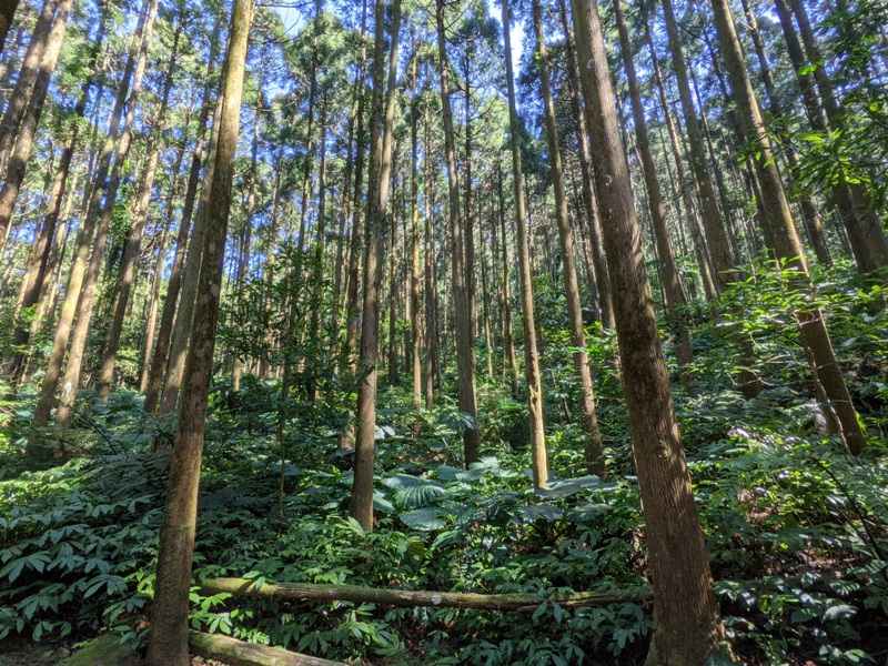 guanxi07 關西-馬武督探索森林(綠光森林) 風和日麗輕鬆走步道