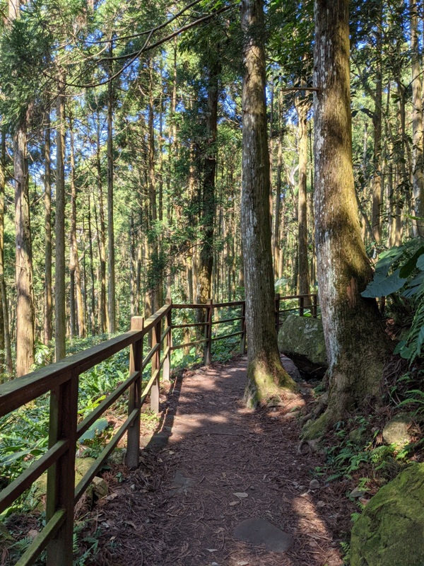 guanxi09 關西-馬武督探索森林(綠光森林) 風和日麗輕鬆走步道