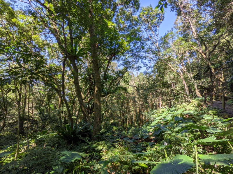 guanxi10 關西-馬武督探索森林(綠光森林) 風和日麗輕鬆走步道