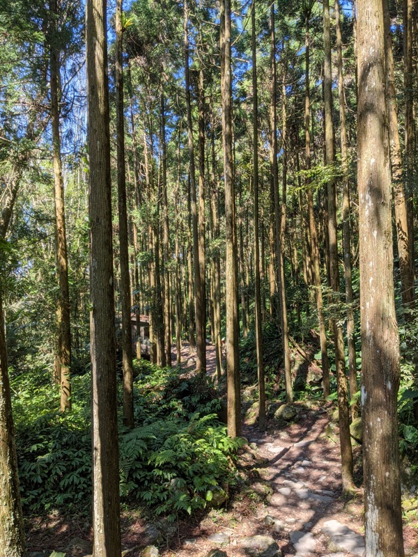 guanxi11 關西-馬武督探索森林(綠光森林) 風和日麗輕鬆走步道