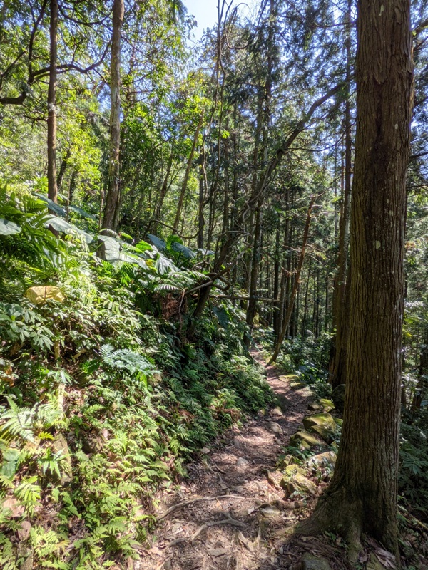 guanxi20 關西-馬武督探索森林(綠光森林) 風和日麗輕鬆走步道