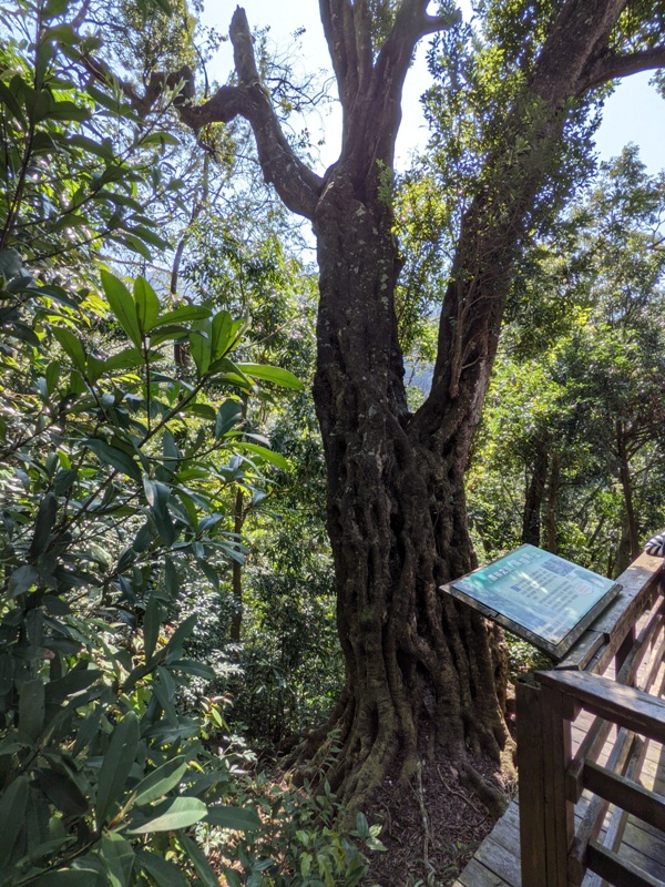 guanxi23 關西-馬武督探索森林(綠光森林) 風和日麗輕鬆走步道