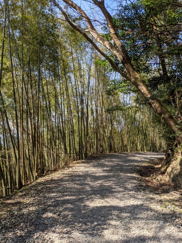 guanxi26 關西-馬武督探索森林(綠光森林) 風和日麗輕鬆走步道