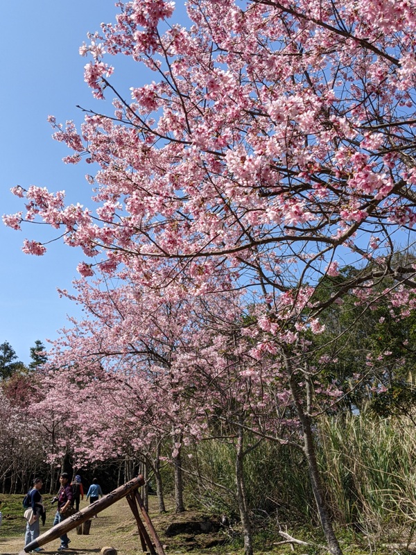 guanxi29 關西-馬武督探索森林(綠光森林) 風和日麗輕鬆走步道