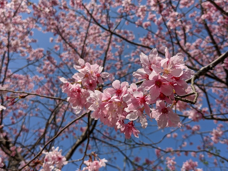 guanxi30 關西-馬武督探索森林(綠光森林) 風和日麗輕鬆走步道