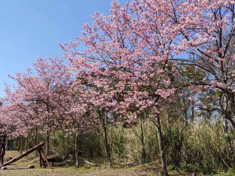 guanxi32 關西-馬武督探索森林(綠光森林) 風和日麗輕鬆走步道