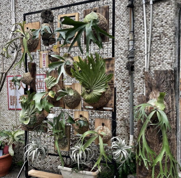 abvless1603 中山-一時無酉 中山18日式空間 有著西式的無酒精調酒 好放鬆