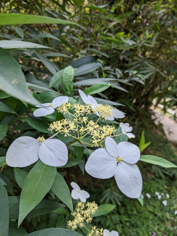 toughmanhill2204 八里-觀音山 硬漢嶺 景色開闊享受臺北盆地大屯山與台灣海峽
