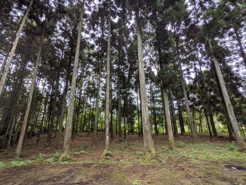 xiangtienhu24101 南庄-向天湖 春遊山城 走步道賞湖景飲咖啡