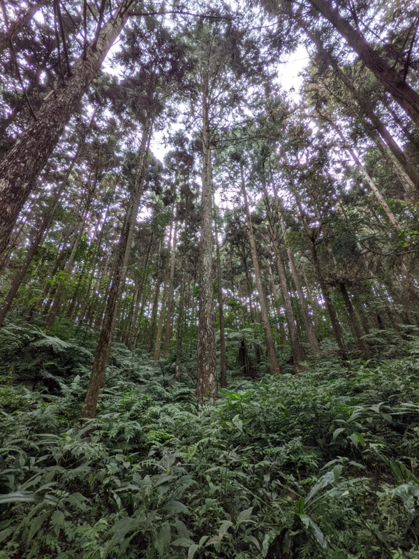 xiangtienhu24102 南庄-向天湖 春遊山城 走步道賞湖景飲咖啡
