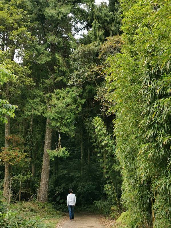 xiangtienhu24108 南庄-向天湖 春遊山城 走步道賞湖景飲咖啡