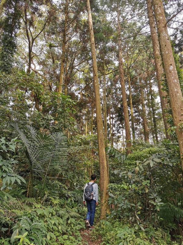 xiangtienhu24111 南庄-向天湖 春遊山城 走步道賞湖景飲咖啡
