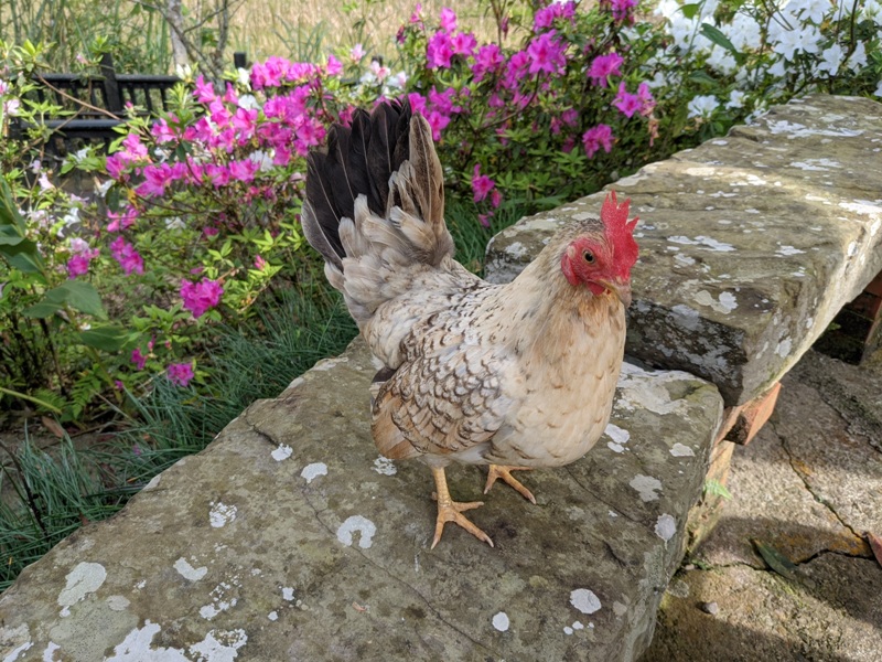 xiangtienhu24126 南庄-向天湖 春遊山城 走步道賞湖景飲咖啡