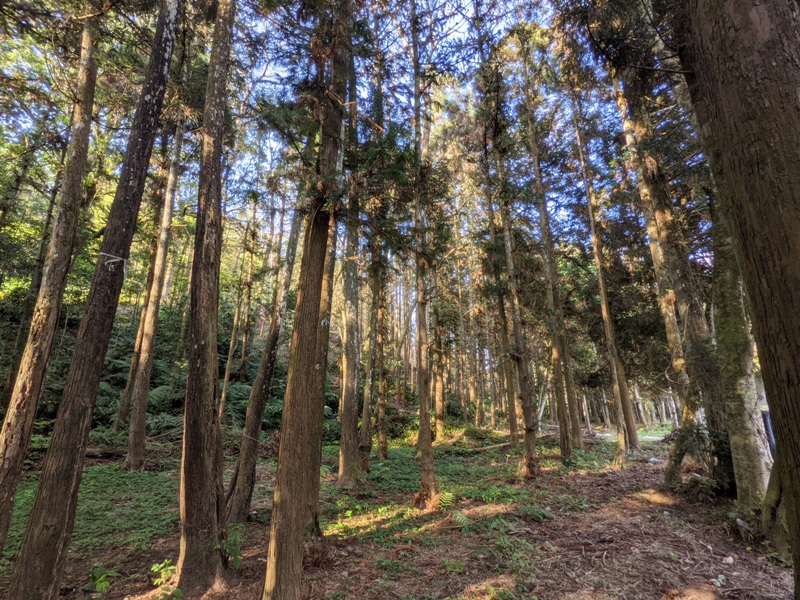 xiangtienhu24139 南庄-向天湖 春遊山城 走步道賞湖景飲咖啡