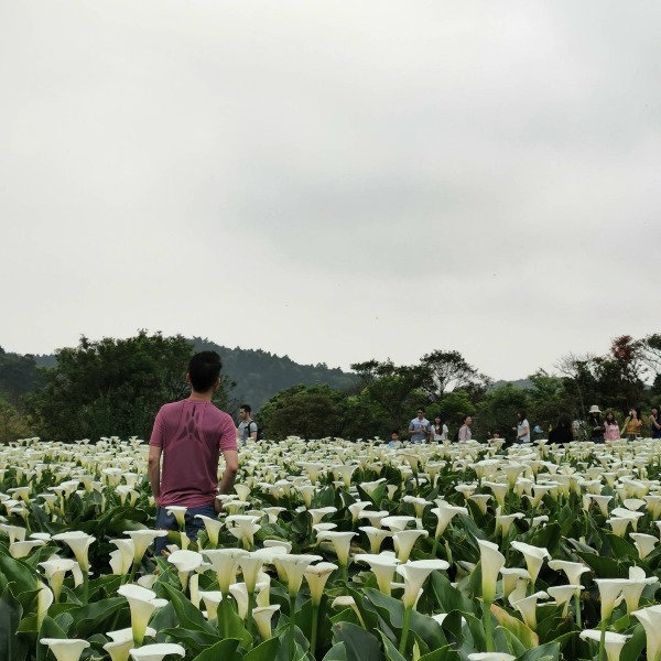 chuzihumapp01 陽明山-竹子湖 春天最美的白色浪漫 滿山谷的海芋香
