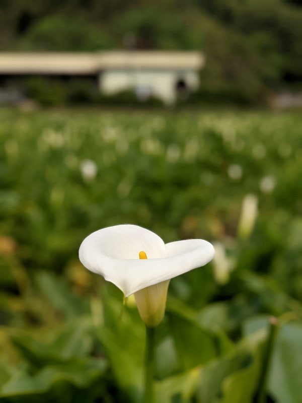 chuzihumapp03-rotated-e1617893059177 陽明山-竹子湖 春天最美的白色浪漫 滿山谷的海芋香