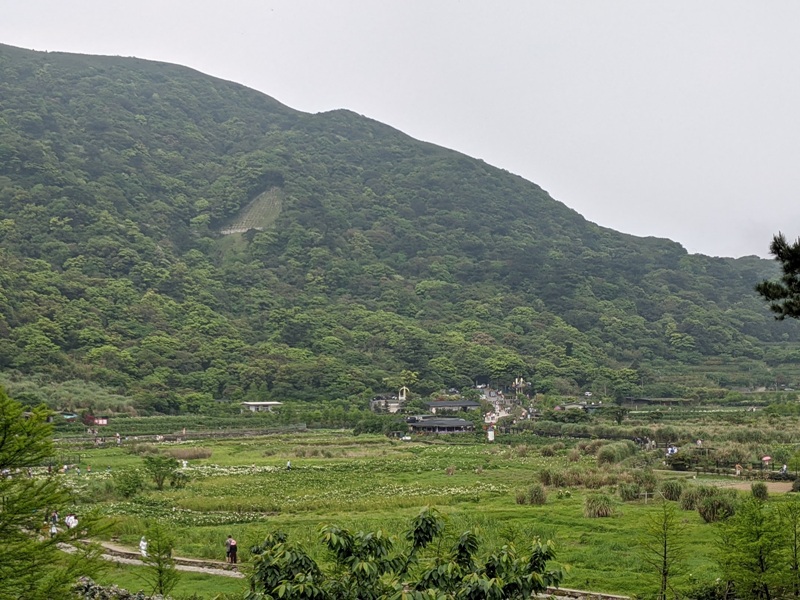 chuzihumapp04 陽明山-竹子湖 春天最美的白色浪漫 滿山谷的海芋香