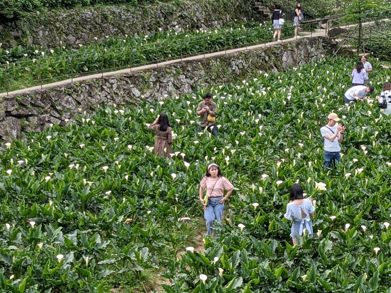 chuzihumapp05 陽明山-竹子湖 春天最美的白色浪漫 滿山谷的海芋香