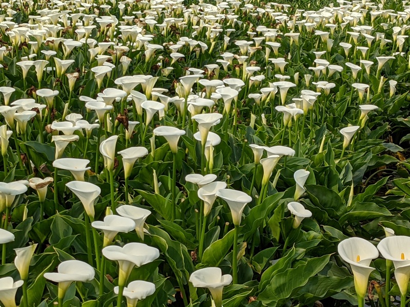 chuzihumapp06 陽明山-竹子湖 春天最美的白色浪漫 滿山谷的海芋香