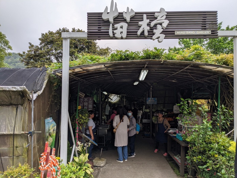 chuzihumapp08 陽明山-竹子湖 春天最美的白色浪漫 滿山谷的海芋香