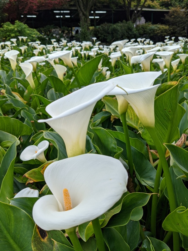 chuzihumapp09 陽明山-竹子湖 春天最美的白色浪漫 滿山谷的海芋香