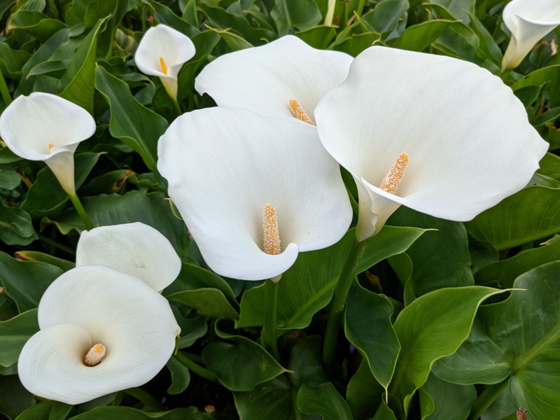 chuzihumapp10 陽明山-竹子湖 春天最美的白色浪漫 滿山谷的海芋香