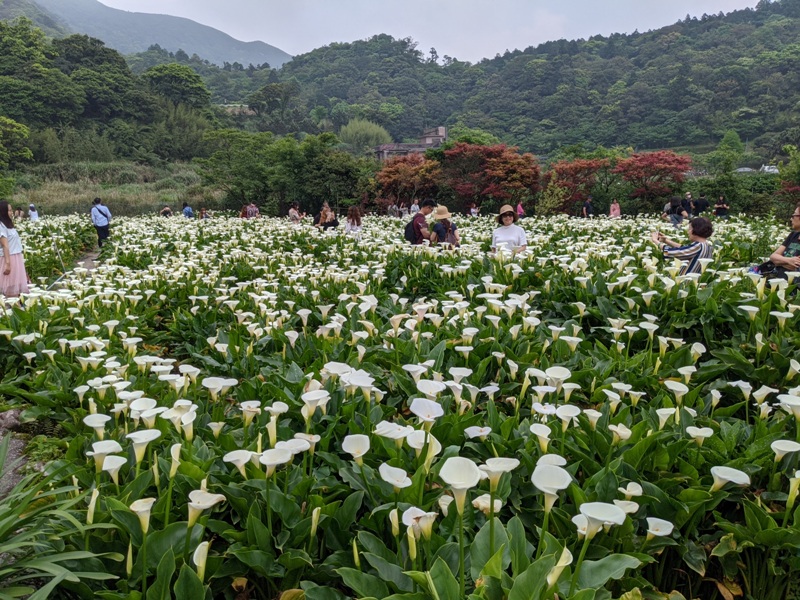 chuzihumapp12 陽明山-竹子湖 春天最美的白色浪漫 滿山谷的海芋香