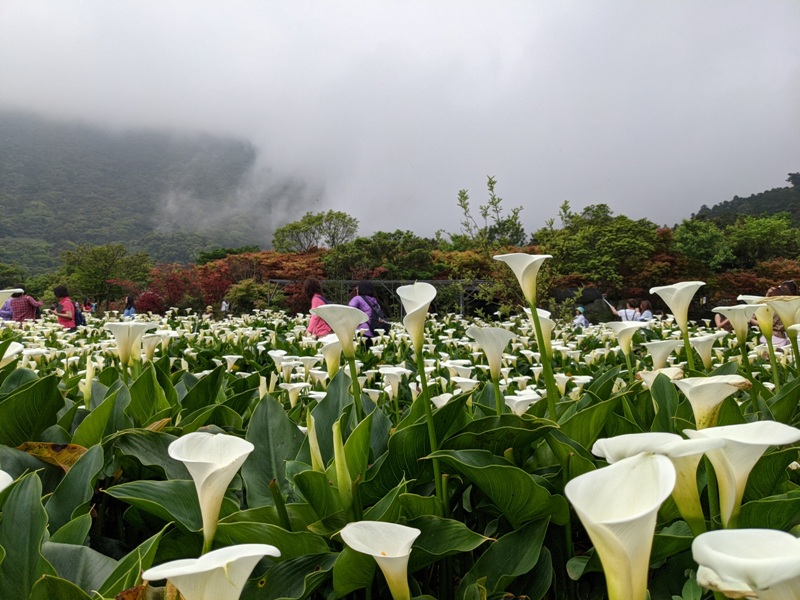 chuzihumapp13 陽明山-竹子湖 春天最美的白色浪漫 滿山谷的海芋香