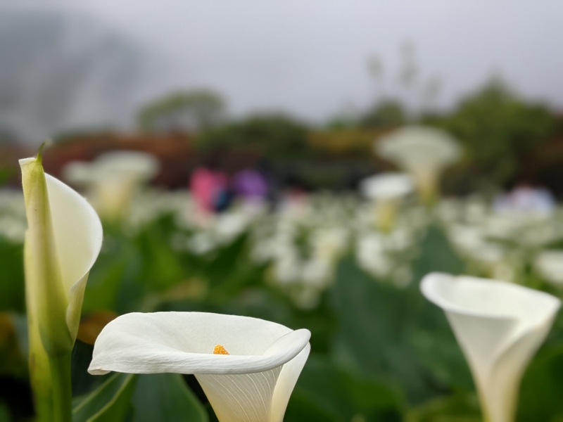 chuzihumapp14 陽明山-竹子湖 春天最美的白色浪漫 滿山谷的海芋香