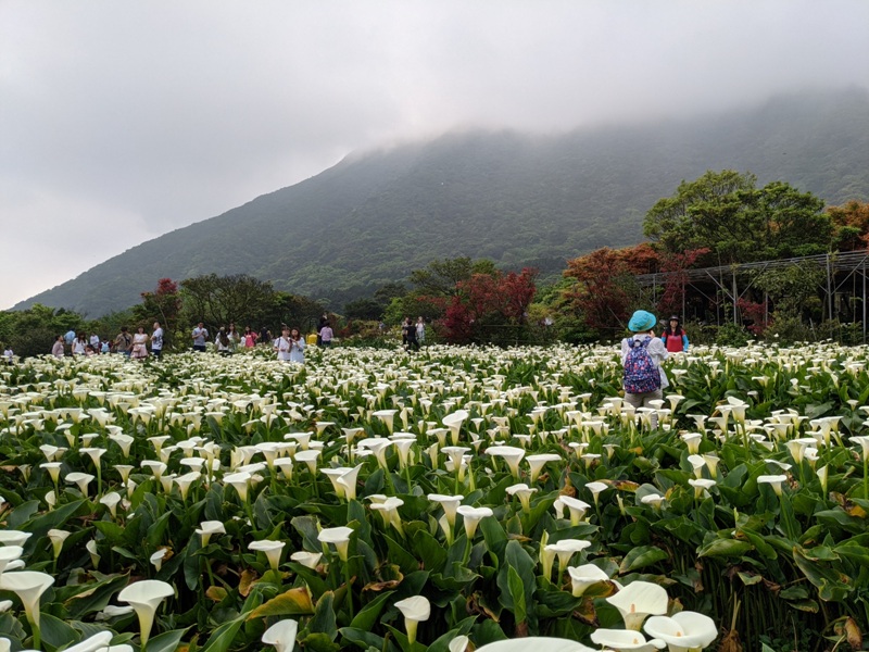 chuzihumapp15 陽明山-竹子湖 春天最美的白色浪漫 滿山谷的海芋香