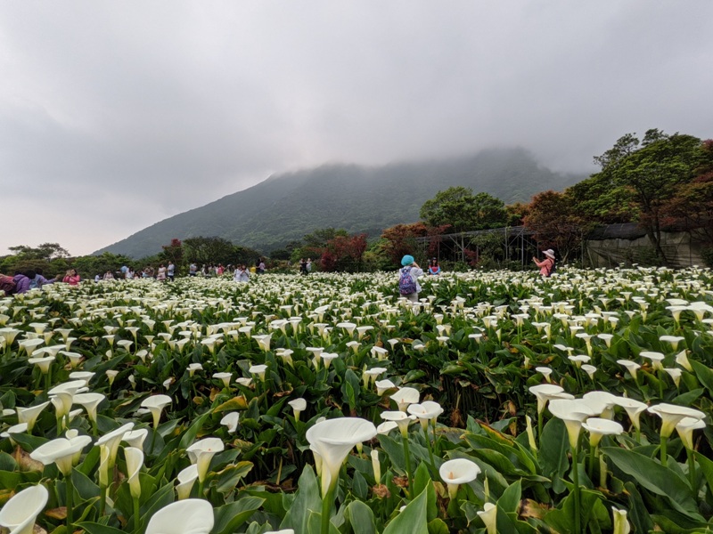 chuzihumapp16 陽明山-竹子湖 春天最美的白色浪漫 滿山谷的海芋香