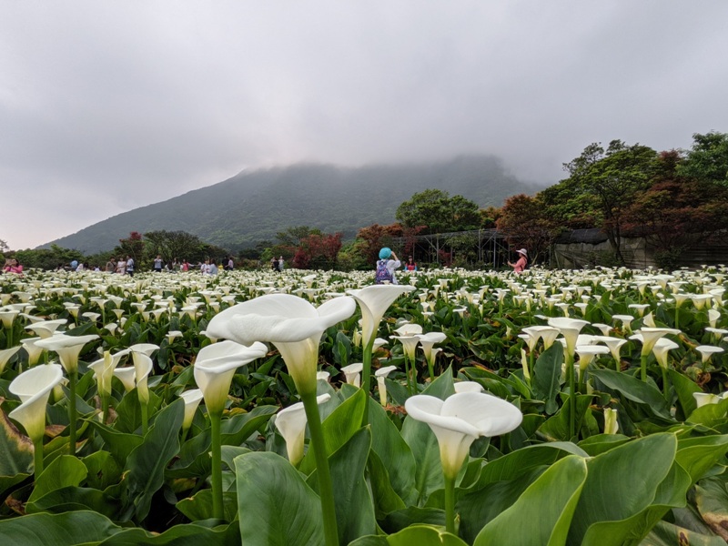 chuzihumapp17 陽明山-竹子湖 春天最美的白色浪漫 滿山谷的海芋香